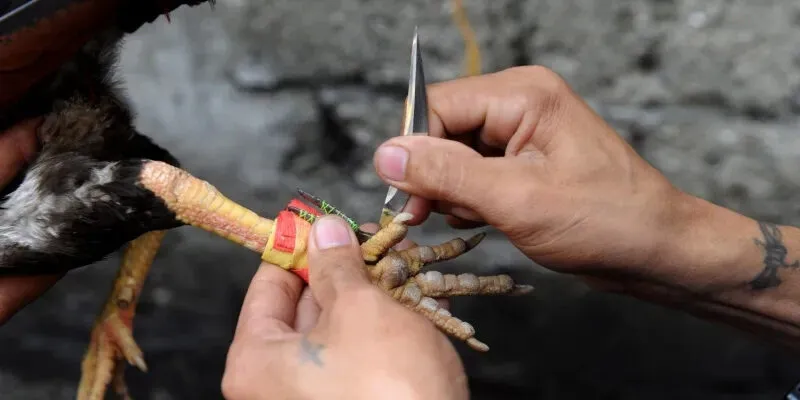 Mẹo soi chiến kê và đặt cược chuẩn xác tại Hitclub